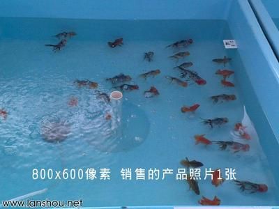 觀賞魚交易平臺哪個好點（如何選擇觀賞魚交易平臺）