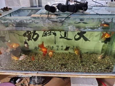 觀賞魚(yú)能用食鹽嗎（觀賞魚(yú)可以使用食鹽嗎）