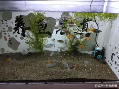 觀賞魚吃什么長的快一點(diǎn)（如何自制觀賞魚飼料） 觀賞魚進(jìn)出口 第1張