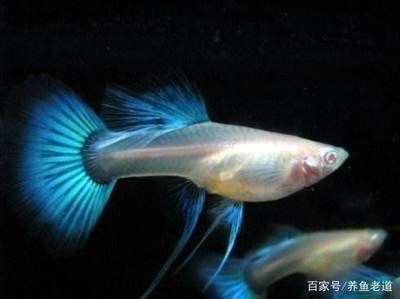 觀賞魚吃什么長的快一點(diǎn)（如何自制觀賞魚飼料） 觀賞魚進(jìn)出口 第2張