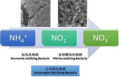 奧芬蘭硝化細(xì)菌降no2（奧芬蘭的硝化細(xì)菌好用嗎？） 定時(shí)器/自控系統(tǒng) 第4張