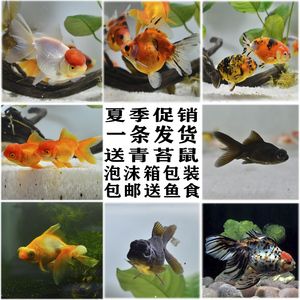 大眼睛的觀賞魚(yú)是什么魚(yú)類(lèi)（大眼睛的觀賞魚(yú)是指那些眼睛相對(duì)較大的魚(yú)類(lèi)） 一方水族 第4張