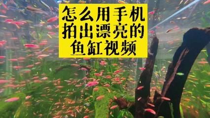 觀賞魚(yú)養(yǎng)魚(yú)視頻在線觀看（觀賞魚(yú)養(yǎng)殖技術(shù)視頻）