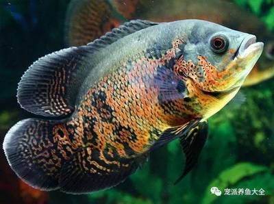 地圖魚多少度水溫合適（地圖魚水溫適宜范圍） 元寶鳳凰魚 第2張