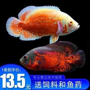 大型淡水觀賞魚圖鑒1000種魚（大型淡水觀賞魚圖鑒）