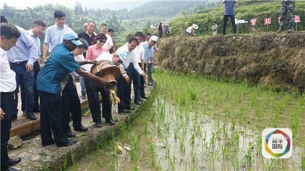 稻魚共生的好處（“稻魚共生”是一種怎樣的存在？）