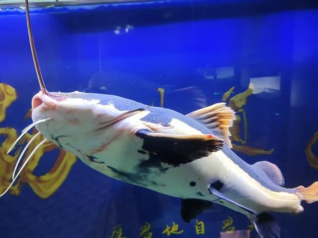 觀賞魚飄起來了會(huì)死嗎（觀賞魚失鰾的原因與預(yù)防）