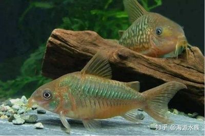 觀賞魚(yú)飄起來(lái)了會(huì)死嗎（觀賞魚(yú)失鰾的原因與預(yù)防） 熱帶魚(yú)魚(yú)苗批發(fā) 第4張