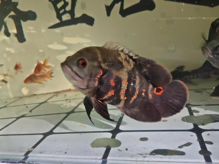 觀賞魚的心情怎么寫（如何描述觀賞魚的心情） 粗線銀版魚 第2張