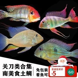 紅眼白子關(guān)刀魚(yú)能長(zhǎng)多大（紅眼白子關(guān)刀魚(yú)的繁殖技巧）