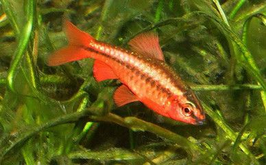 紅玫瑰魚(yú)（紅玫瑰魚(yú)是一種熱帶觀賞魚(yú)）