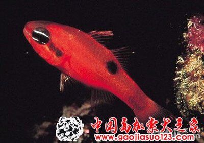 紅玫瑰魚(yú)（紅玫瑰魚(yú)是一種熱帶觀賞魚(yú)）