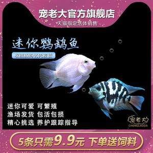 觀賞魚熱帶（關(guān)于熱帶觀賞魚的一些詳細(xì)信息） 觀賞魚論壇 第1張