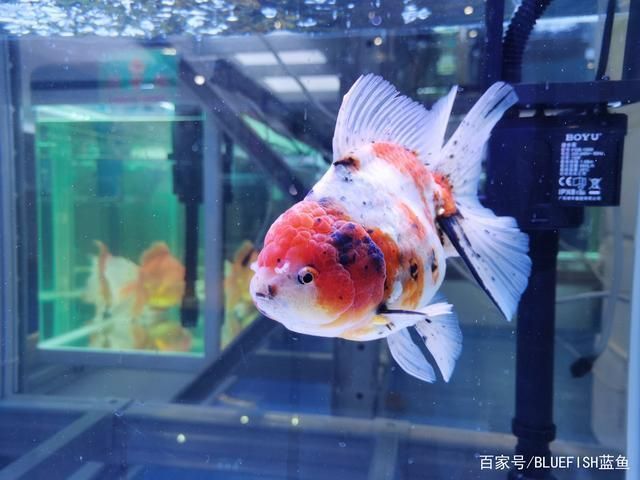 大金魚缸結(jié)構(gòu)（大金魚缸的結(jié)構(gòu)設(shè)計(jì)需要注意什么？） 祥禾Super Red紅龍魚 第4張