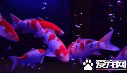 大錦鯉魚(yú)多少錢一條（大錦鯉魚(yú)的價(jià)格差異巨大，有的幾十萬(wàn)人民幣1尾甚至上千萬(wàn)1尾） 月光鴨嘴魚(yú)苗 第4張