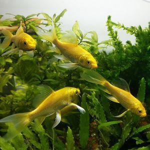 淡水冷水魚觀賞魚（淡水冷水魚養(yǎng)殖技術） 虎斑恐龍魚 第2張