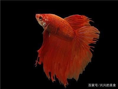 觀賞魚分為（觀賞魚可以根據(jù)生活環(huán)境和一些其他的特征進行分類） 垂釣樂園 第3張