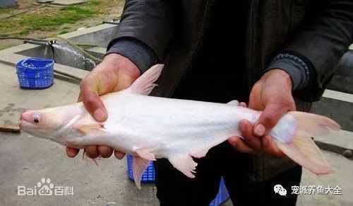 觀賞魚白鯊魚怎么養(yǎng)（養(yǎng)白鯊魚需要注意什么？）