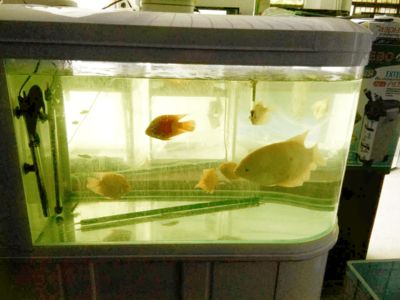 觀賞魚治療內(nèi)寄生蟲（如何治療觀賞魚內(nèi)寄生蟲） 觀賞魚飼料 第3張