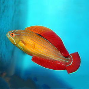 海魚(yú)觀賞魚(yú)價(jià)格多少（孔雀魚(yú)觀賞魚(yú)價(jià)格） 黃金貓魚(yú)百科 第3張