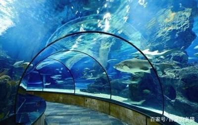 觀賞魚(yú)水族館（佛山觀賞魚(yú)水族館） 和興紅龍 第1張