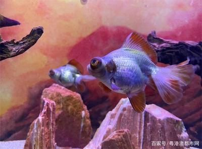 觀賞魚(yú)水族館（佛山觀賞魚(yú)水族館） 和興紅龍 第4張