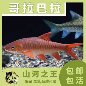 哥拉巴拉紅吉羅好養(yǎng)嗎（哥拉巴拉紅吉羅怎么養(yǎng)？） 吉羅魚批發(fā) 第3張