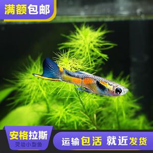 觀賞魚長途運輸要充什么氧（觀賞魚長途運輸?shù)目茖W(xué)原理） 三色錦鯉魚 第3張