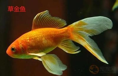 觀賞魚(yú)金魚(yú)論文怎么寫(xiě)（觀賞魚(yú)金魚(yú)論文） 大日玉鯖魚(yú) 第1張