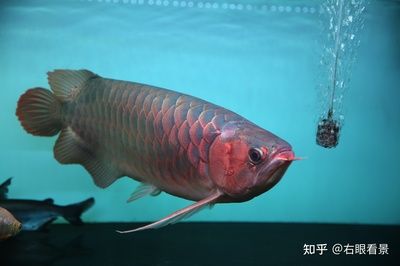 觀賞魚(yú)的概念（觀賞魚(yú)的歷史演變探索觀賞魚(yú)的歷史演變探索觀賞魚(yú)的歷史）