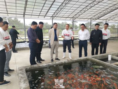 廣東本地觀賞魚有哪些品牌（廣東本地觀賞魚品牌） 廣州景觀設(shè)計 第3張