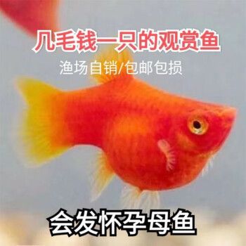 紅太陽觀賞魚生小魚（紅太陽觀賞魚如何繁殖） iwish愛唯希品牌魚缸 第3張