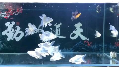 蝴蝶鯉魚缸背景墻效果圖（水族箱造景藝術(shù)）