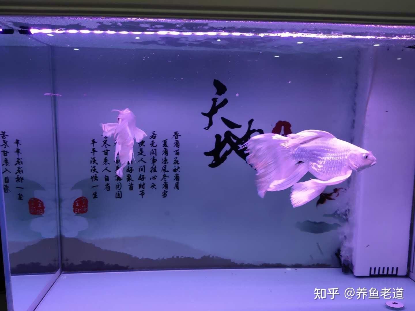 蝴蝶鯉魚缸背景墻效果圖（水族箱造景藝術(shù)）