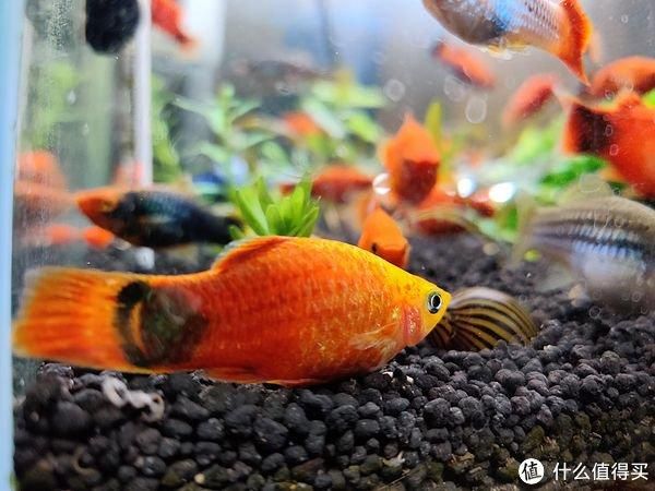 白色大觀賞魚可以吃嗎視頻播放（淡水觀賞魚可以食用，但不建議食用，） 帝王迷宮魚 第1張