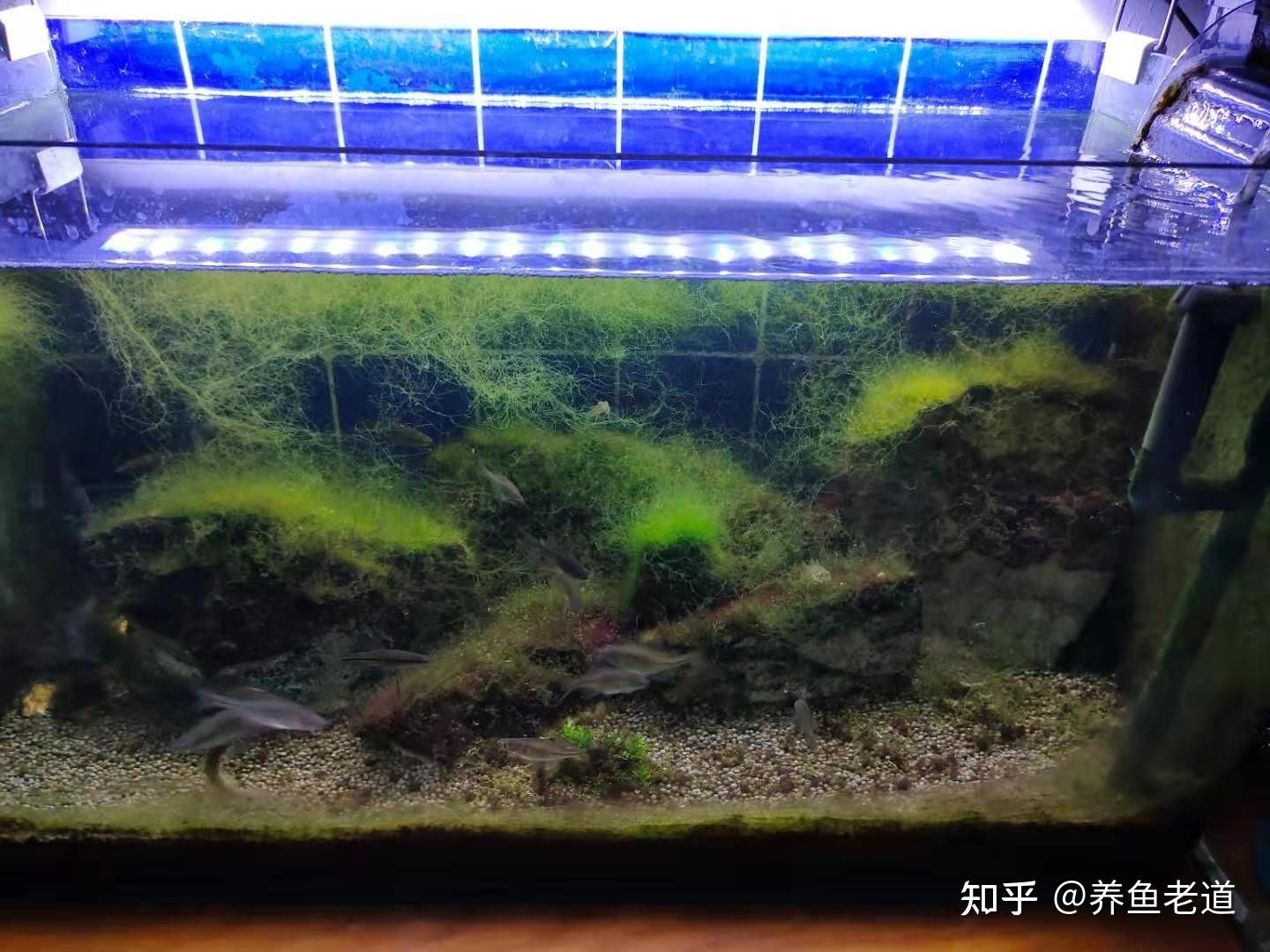 觀賞魚羅漢怎樣養(yǎng)活（養(yǎng)活觀賞魚羅漢魚需要注意以下幾個(gè)方面） ?；?異型虎魚/純色虎魚 第4張