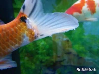 觀賞魚皮膚發(fā)白 九鼎魚缸 第4張