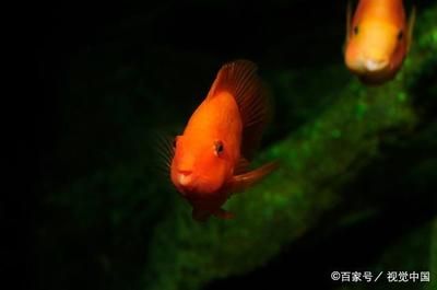 紅色的觀賞魚魚有哪些品種好養(yǎng)的（紅色的觀賞魚的養(yǎng)護(hù)技巧了解如何正確養(yǎng)護(hù)觀賞魚的養(yǎng)護(hù)技巧） 肺魚 第2張