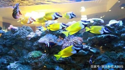 觀賞魚的分類標準是（熱帶海水觀賞魚的世界） iwish愛唯希品牌魚缸 第3張