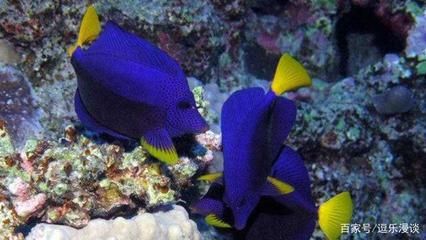 海水觀賞魚種類（海水觀賞魚的種類）