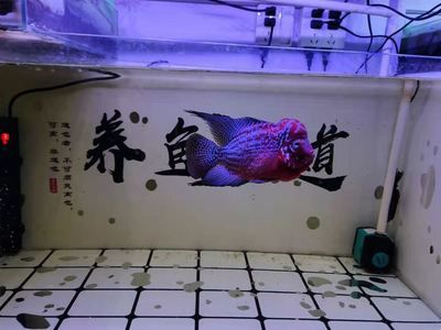 觀賞魚買賣不賺錢（寵物店經(jīng)營策略解析觀賞魚養(yǎng)殖技術(shù)揭秘） 量子養(yǎng)魚技術(shù) 第3張