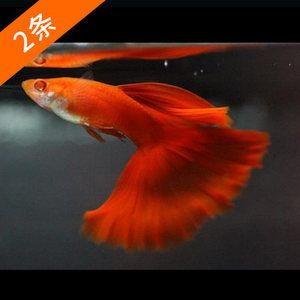 觀賞魚紅眼怎么回事（如何預(yù)防觀賞魚紅眼） 杰西卡恐龍魚 第3張