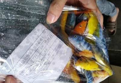 廣州海水觀賞魚（廣州市內(nèi)最大的觀賞魚批發(fā)市場） 硝化細菌 第3張