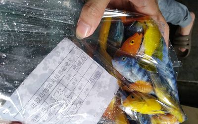 廣州海水觀賞魚（廣州市內(nèi)最大的觀賞魚批發(fā)市場） 硝化細菌 第4張