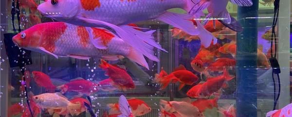 紅白錦鯉魚紅白幾段好（紅白錦鯉的養(yǎng)殖技巧） 觀賞魚魚苗 第3張