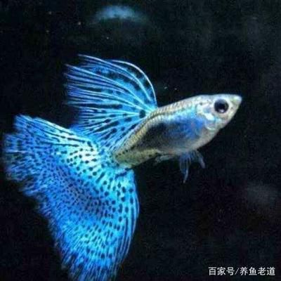 觀賞魚爛鰭爛尾什么藥好使（觀賞魚爛鰭爛尾怎么辦） 祥龍魚場品牌產(chǎn)品 第4張