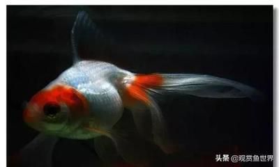 觀賞魚純白色好養(yǎng)嗎（白色系觀賞魚的養(yǎng)殖技巧） 圣菲埃及魚 第2張