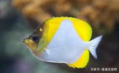 白色的觀賞魚可以吃嗎（白色的觀賞魚可以吃嗎？） 藍帆三間魚 第2張