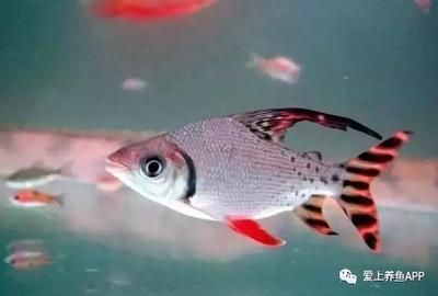 不適合混養(yǎng)的觀賞魚排名第2（不適合混養(yǎng)的觀賞魚排名）