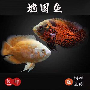 黑白鸚鵡魚（鸚鵡魚的特點和飼養(yǎng)技巧） 祥龍水族濾材/器材 第1張